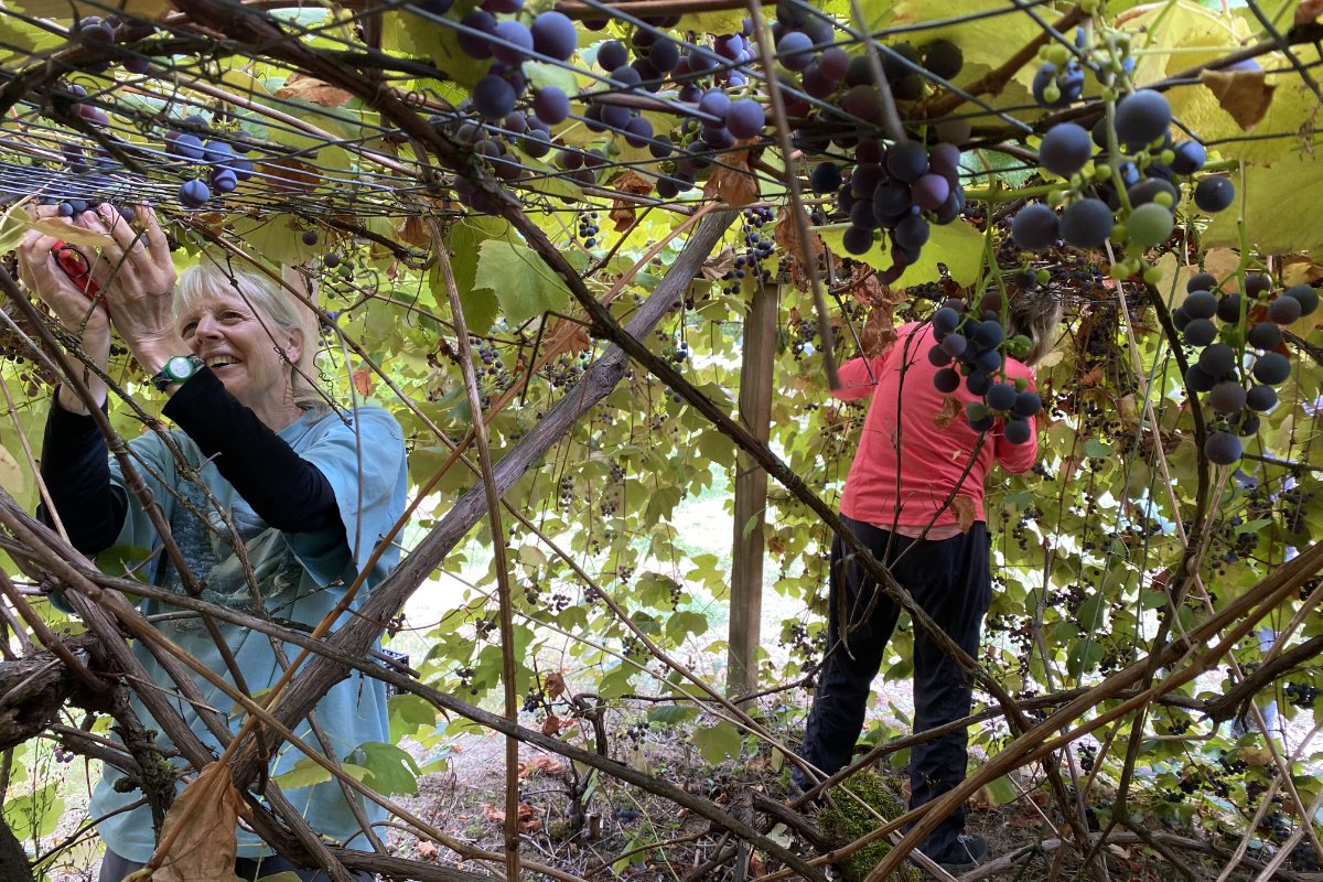 Volunteers harvesting surplus produce for a Civil Eats feature about modern gleaning