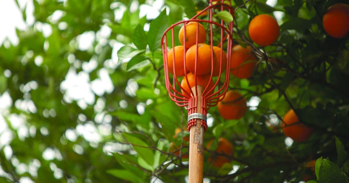 A citrus harvesting tool holding oranges for a Ventura County Reporter feature on Food Forward’s Zest Fest